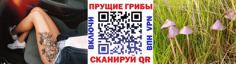 Купить закладки  Волжский  Галлюциногенные грибы Psilocybe